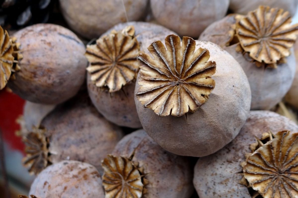 NadpisČesi majú málo maku. Postihne to aj Slovensko