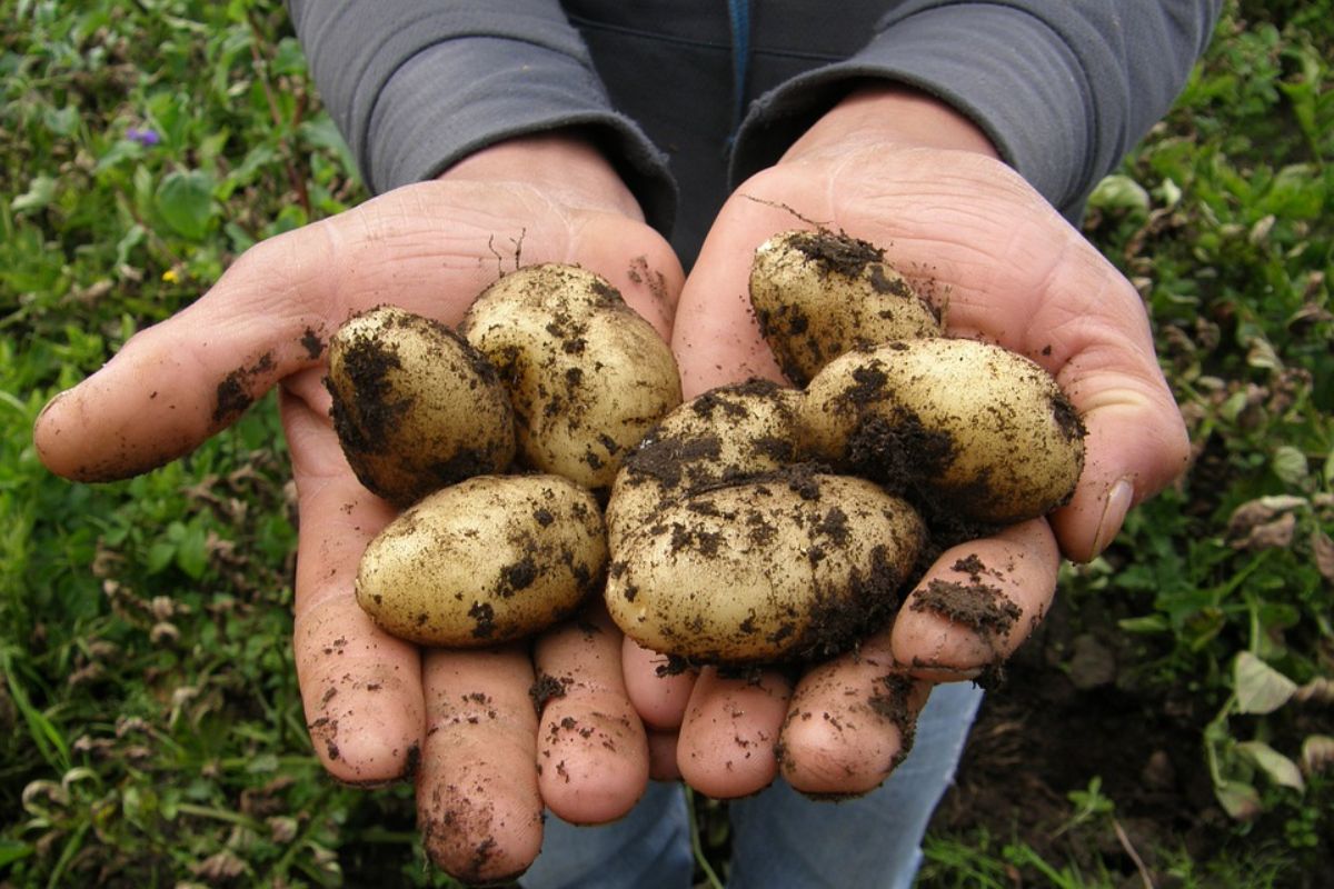 Také drahé zemiaky ešte neboli