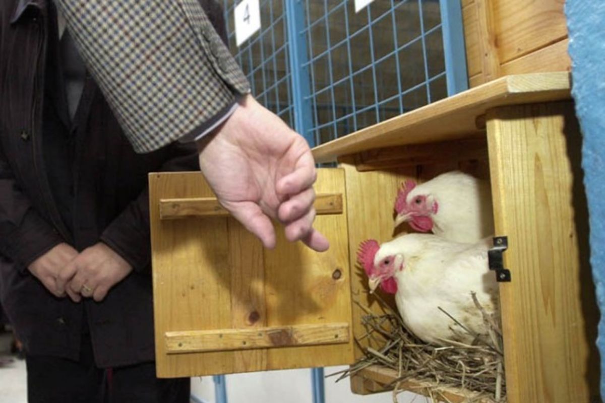 V SR aj v EÚ prevládajú klietkové chovy nosníc nad ostatnými spôsobmi