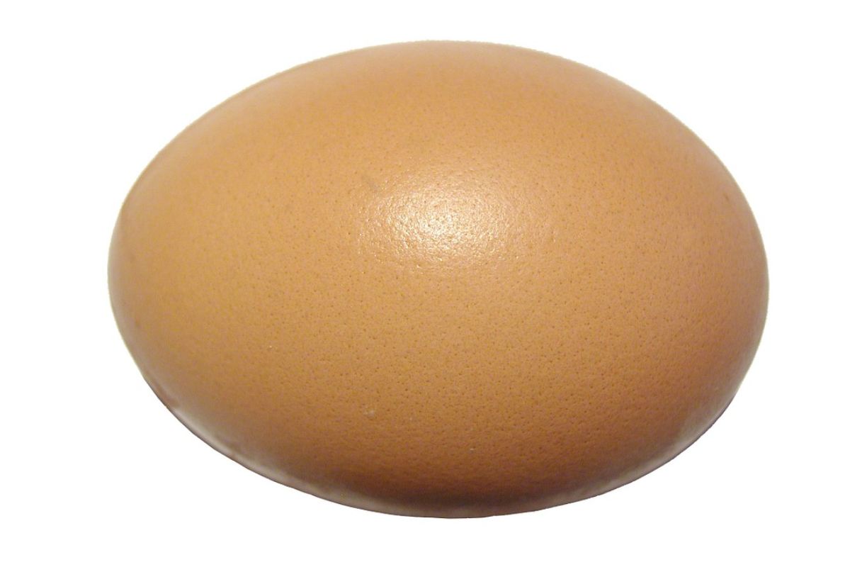 Slovenskí producenti vajec prejdú do roku 2030 na podstielkové, voliérové a voľnovýbehové chovy