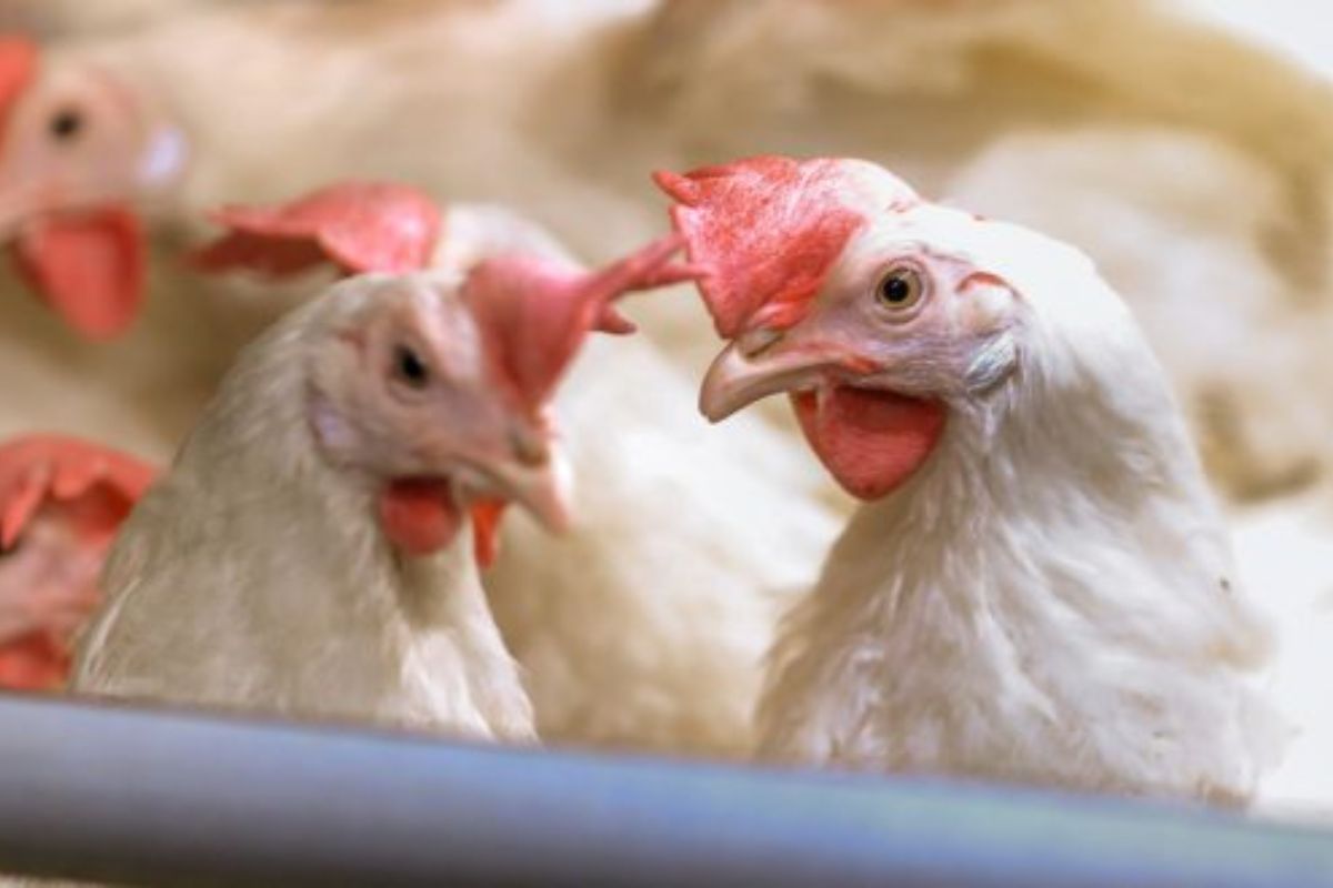 Slovenskí producenti vajec prejdú do