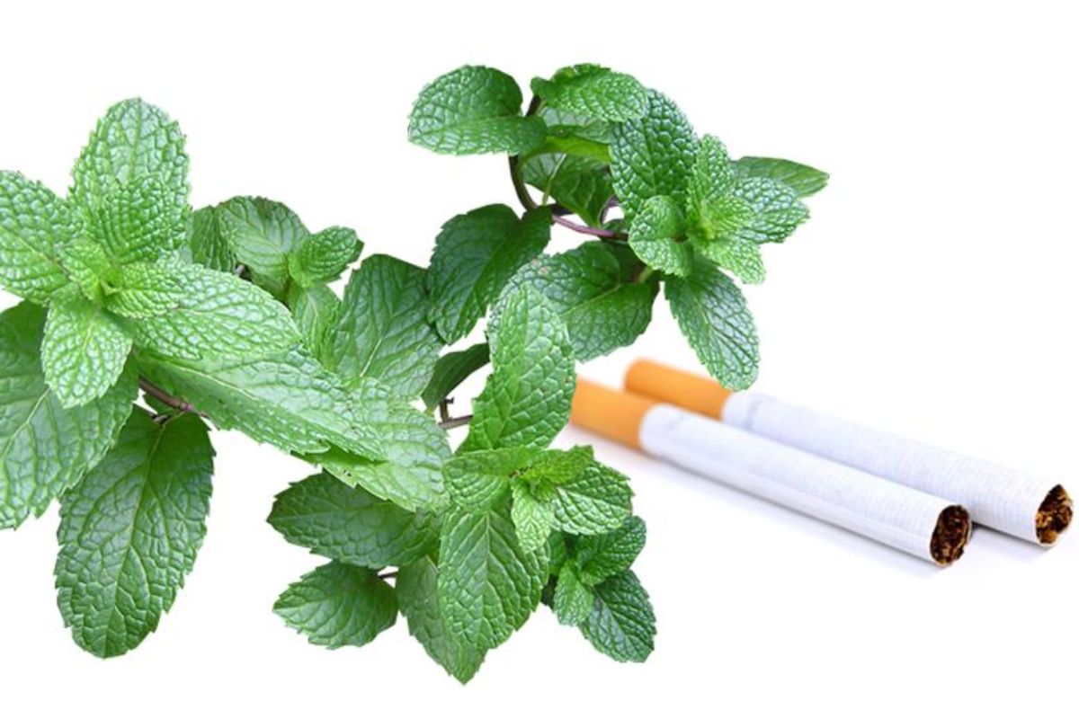 Mentolové cigarety končia. Aký bol ich príbeh?