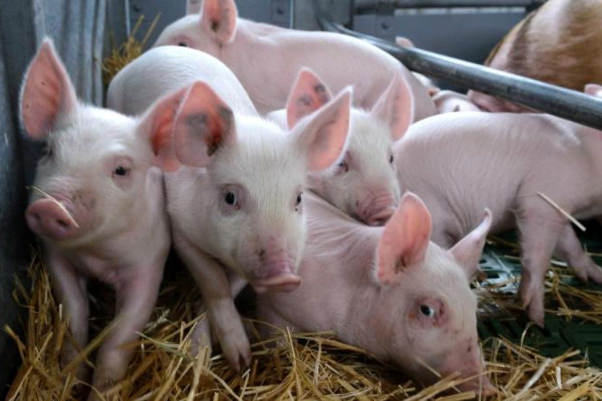 Pre koronakrízu klesá výkupná cena ošípaných. Chovatelia na nich prerábajú