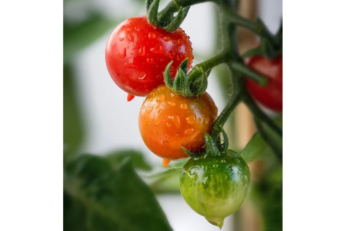 Zákaz predbiehania pre Potravinový semafor