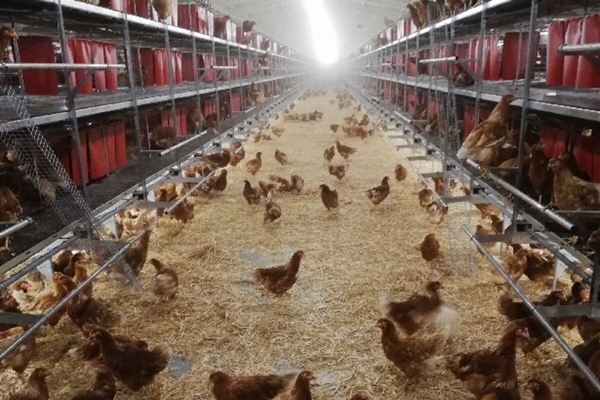 Investícia za státisíce eur: Producent vajec z Dvorov prechádza na voliérový chov